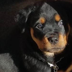 Meet your Posher, Todd